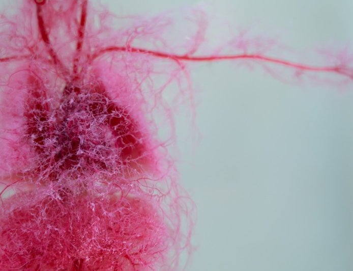 Šta je kardiovaskularni sistem i zašto je njegovo zdravlje ključno?